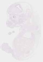 EMAGE:13841