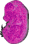 mouse atlas EMAGE spatial in situ gene expression database None