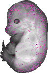 mouse atlas EMAGE spatial in situ gene expression database None