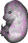 mouse atlas EMAGE spatial in situ gene expression database None