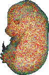 EMAGE:13900