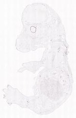 EMAGE:13924