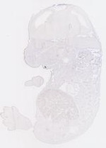 EMAGE:13948