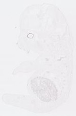 EMAGE:13948