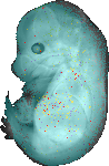 EMAGE:13980