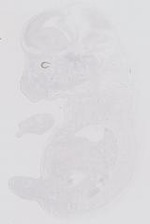 EMAGE:13984