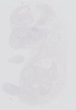 EMAGE:13984