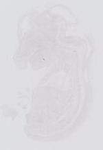 EMAGE:13984