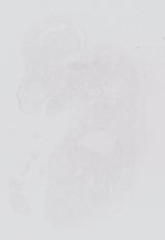 EMAGE:13984