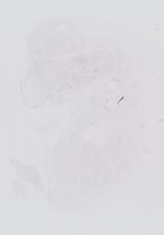 EMAGE:13984
