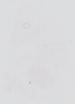EMAGE:13984