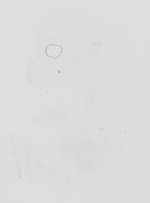 EMAGE:13984