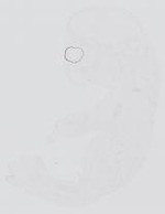 EMAGE:13995