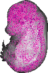mouse atlas EMAGE spatial in situ gene expression database None