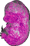 mouse atlas EMAGE spatial in situ gene expression database None