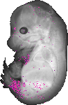 mouse atlas EMAGE spatial in situ gene expression database None