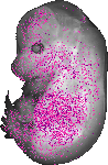 mouse atlas EMAGE spatial in situ gene expression database None