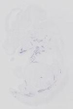 EMAGE:14077