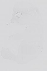 EMAGE:14079