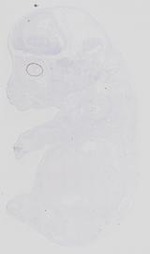 EMAGE:14110