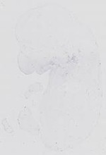 EMAGE:14114