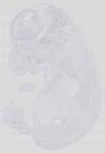 EMAGE:14122