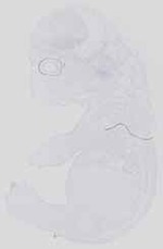 EMAGE:14122