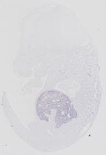 EMAGE:14128