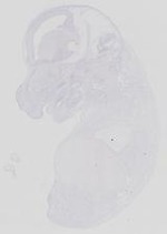 EMAGE:14132