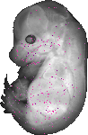mouse atlas EMAGE spatial in situ gene expression database None
