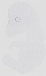 EMAGE:14136