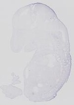 EMAGE:14138