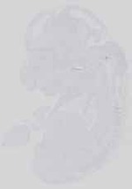EMAGE:14175