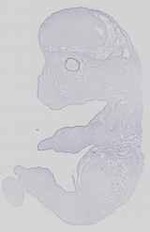 EMAGE:14176