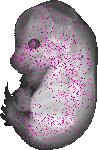 mouse atlas EMAGE spatial in situ gene expression database None