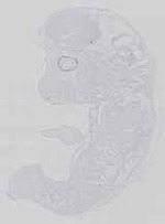 EMAGE:14204
