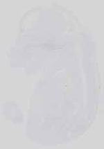 EMAGE:14216
