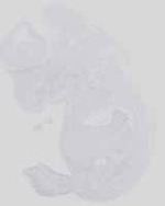EMAGE:14224