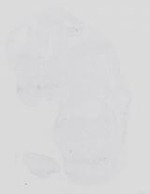 EMAGE:14227