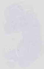 EMAGE:14251