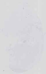 EMAGE:14253
