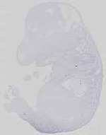 EMAGE:14259