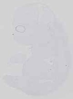 EMAGE:14271