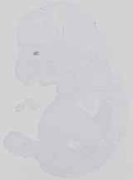 EMAGE:14271