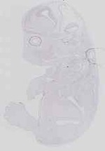 EMAGE:14284