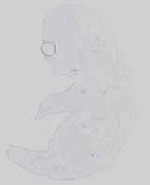 EMAGE:14296