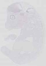 EMAGE:14303