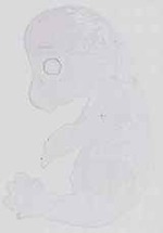 EMAGE:14306