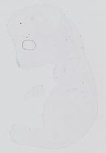 EMAGE:14314