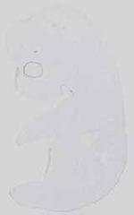 EMAGE:14331